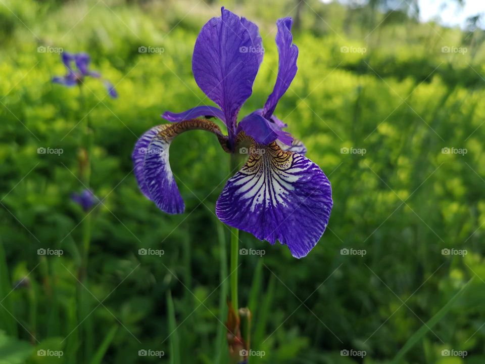 Beautiful flower Iris in this gorgeous purple color. Purple also represents wisdom and spirituality..
