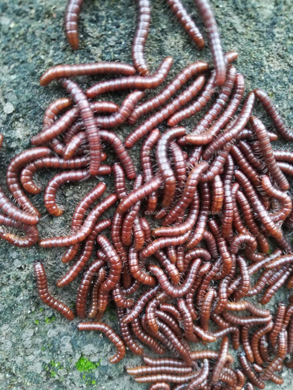 Paisa kida or vani (millipedes)