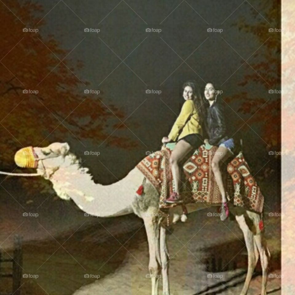 Camel
