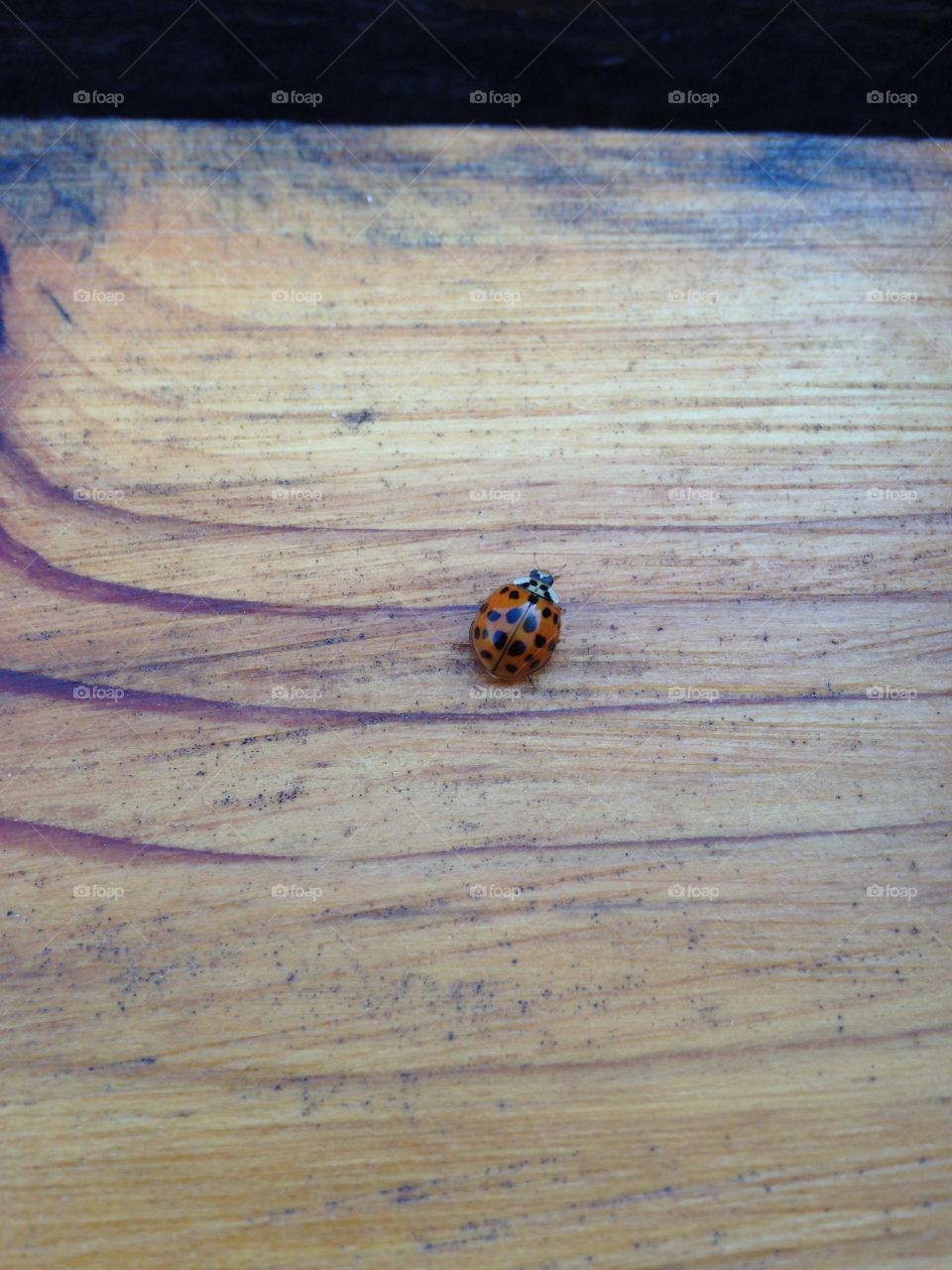 Springtime means ladybugs are back!