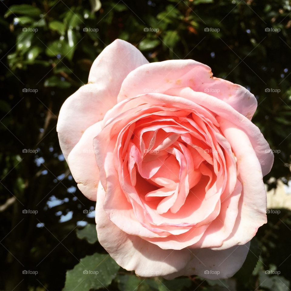 Pink single flower in bloom