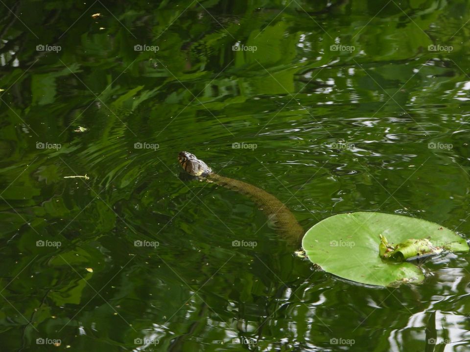 A grass snake enjoying a swim