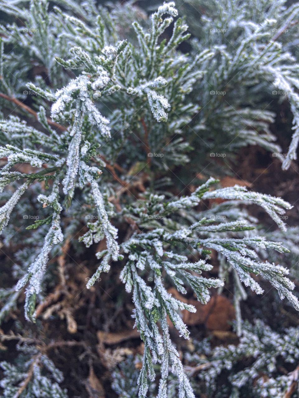 Touch of the frost. Branch of green plant covered by frost