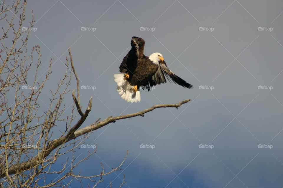 Low angle view of bald eagle