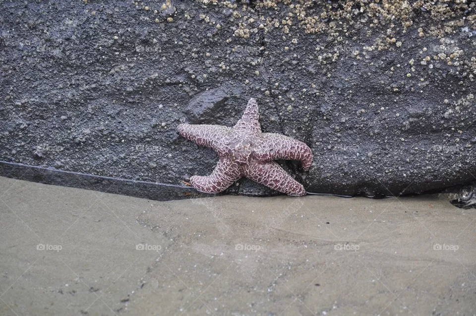 Star fish