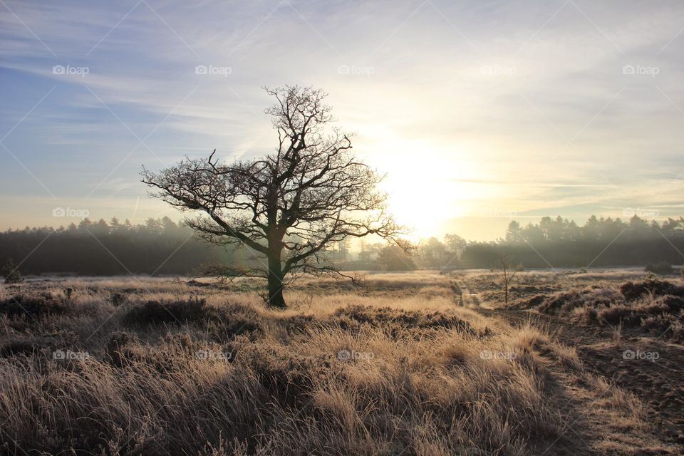 A landscape of a lonely tree in a meadow during golden hour. The meadow was frozen and the sunlight colored everything in gold. This is in the Kalmthoutse Heide in Belgium. A great place for a walk or hiking.