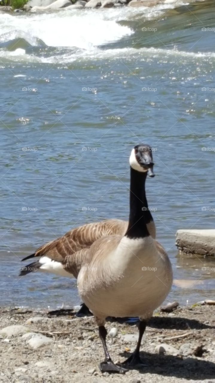 Goose and Truckee River Nature Combination.