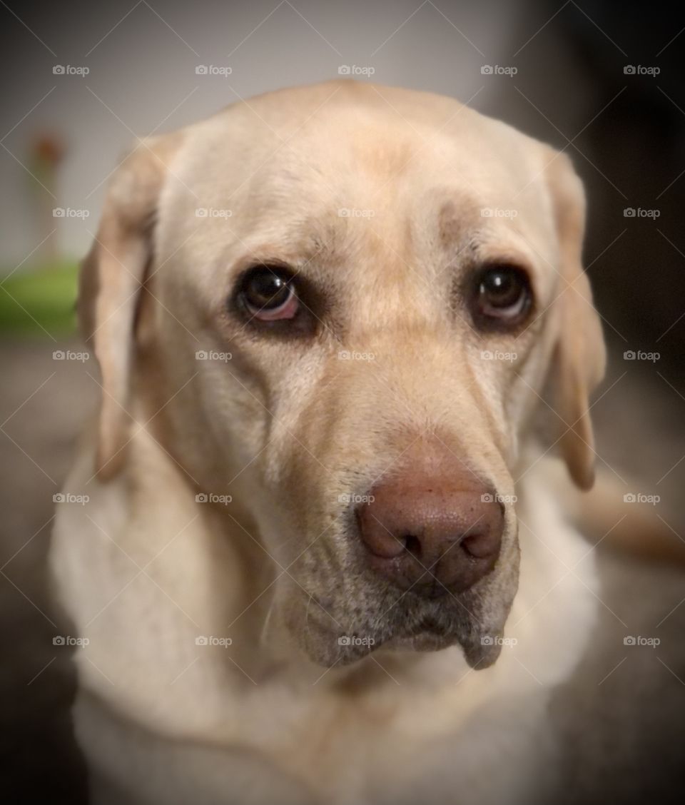 Yellow lab with big brown eyes
