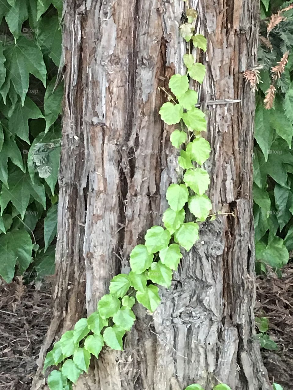 A vine of leafs attached to a tree at the park. It will continue to grow longer and with more leafs.