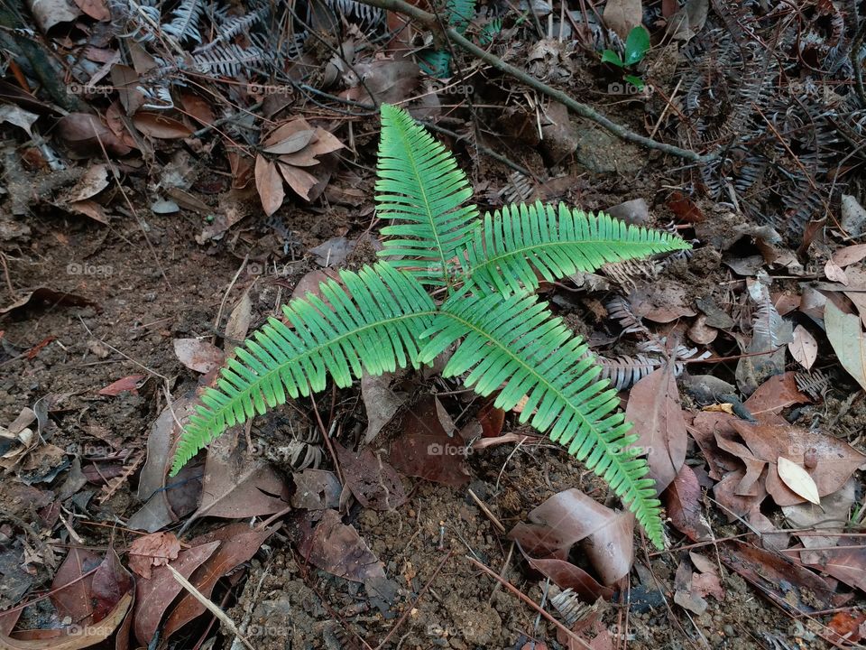 hiking hong kong leaf
