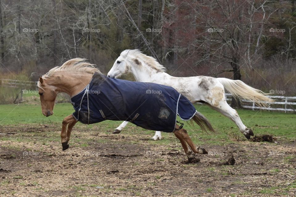 Majestic Horses Running and Jumping 