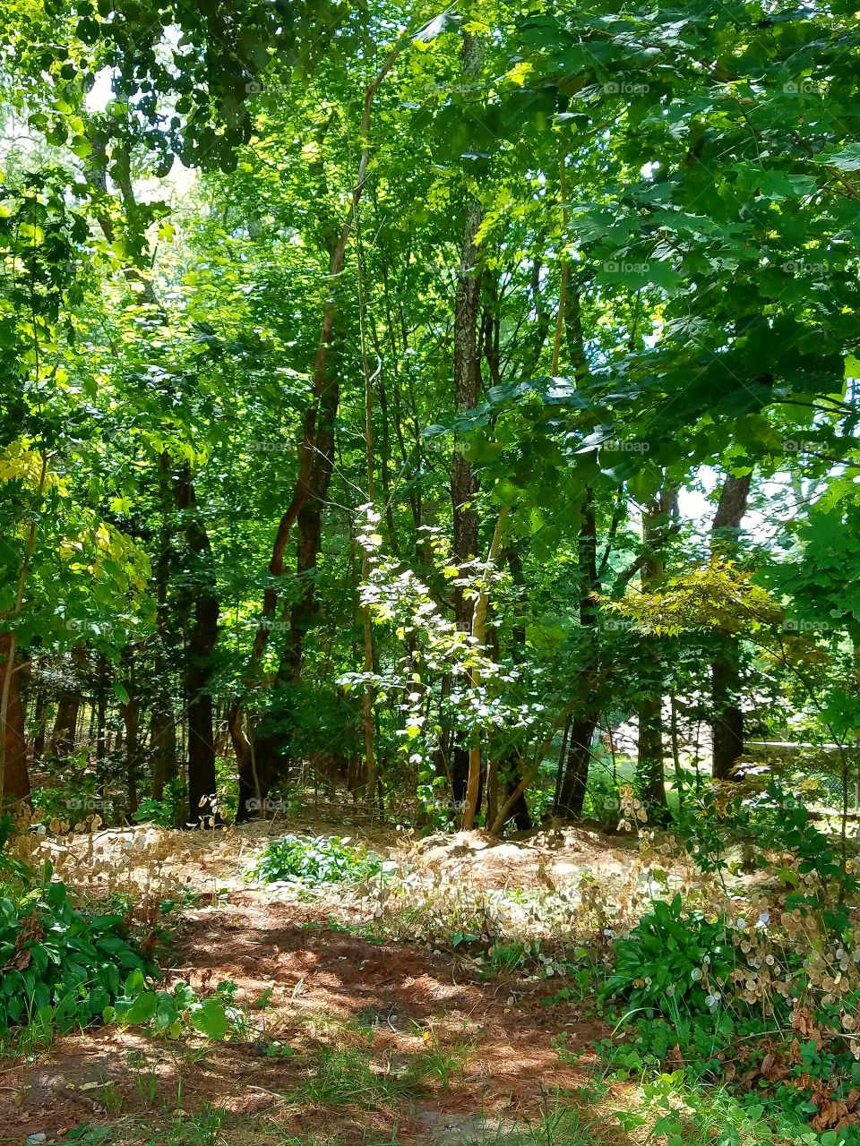 Sunny clearing in the woods.