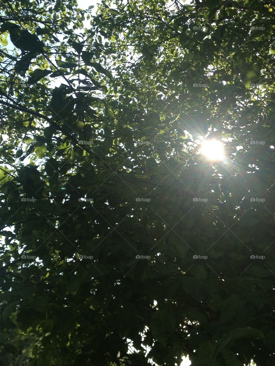 summer tree sun shine by katrink