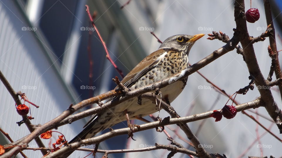 bird on a tree on a background of an urban house