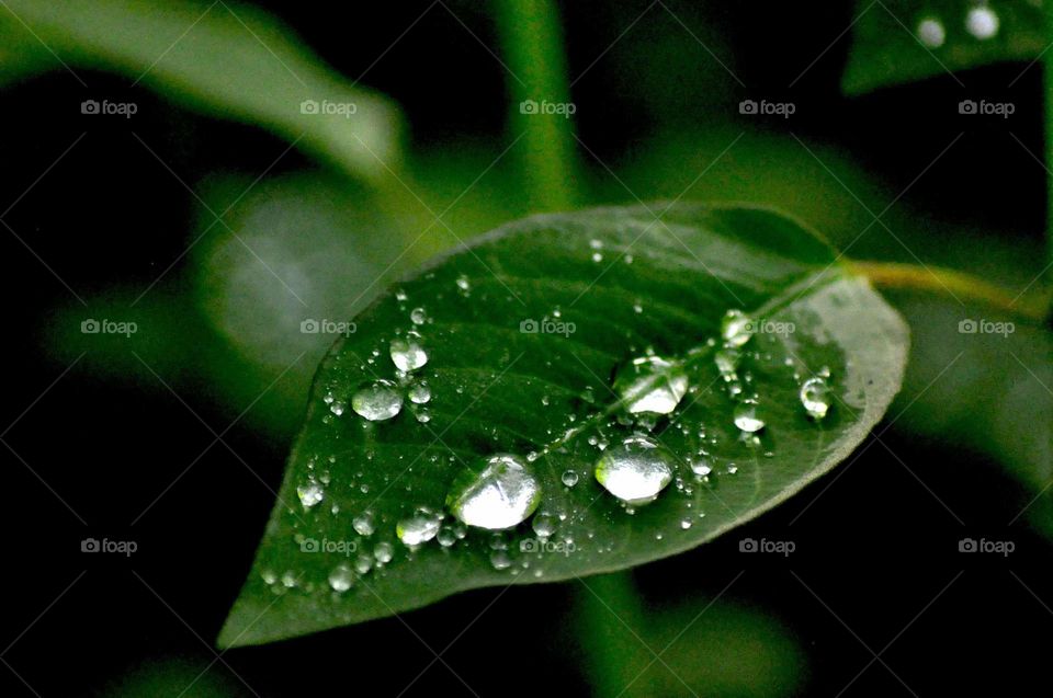 --Dew on the green leaf ....
