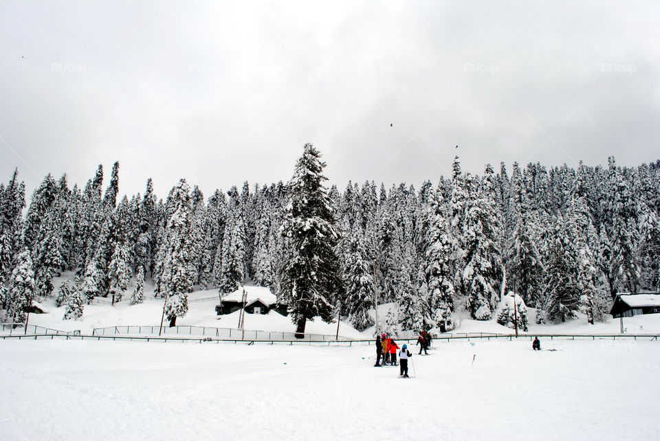 Snow Carpet - Gulmarg Kashmir