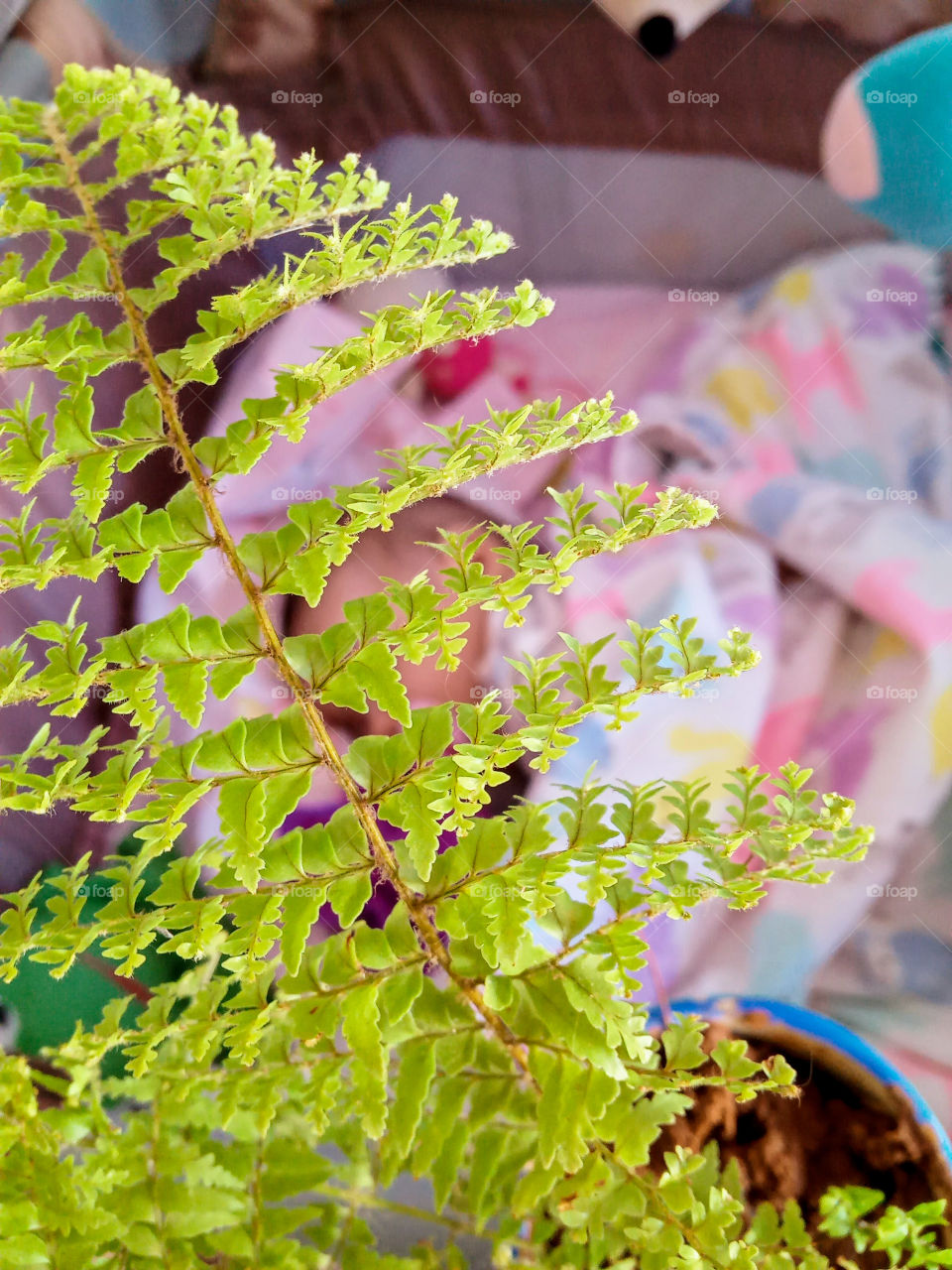 adorable baby sleeping peacefully Ander a curly fern