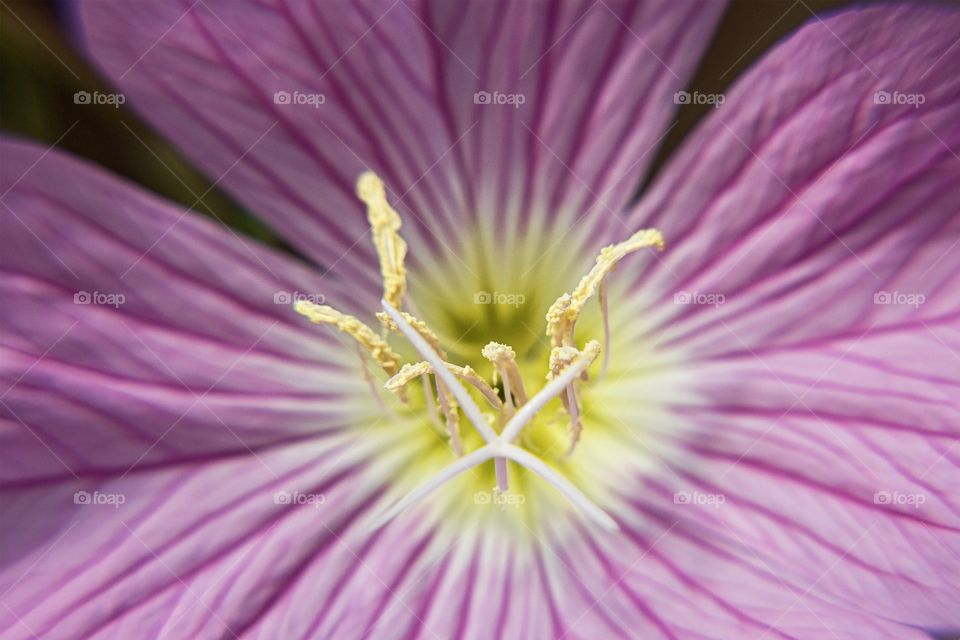 Macro of stamens of pink flower