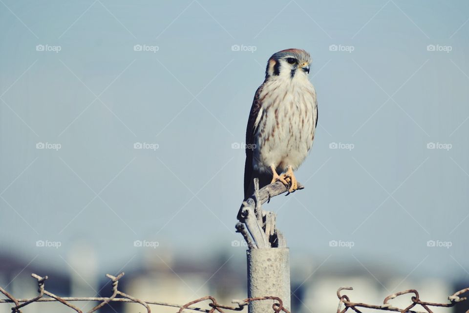 Kestrel 