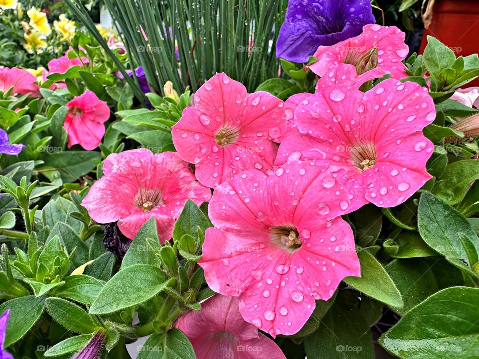 Petunias with raindrops - Stunning pink and blue trumpet-shaped flowers with white and violet overtones and centers at the ends of the stems from mid spring