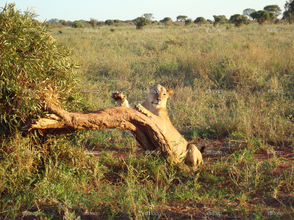 mammals animals lion africa by jrdrmc