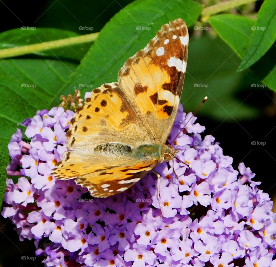 Monarch butterfly having lunch