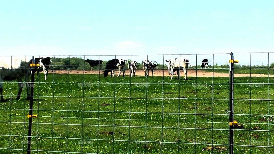 Animals. Cattle on the Horizon 