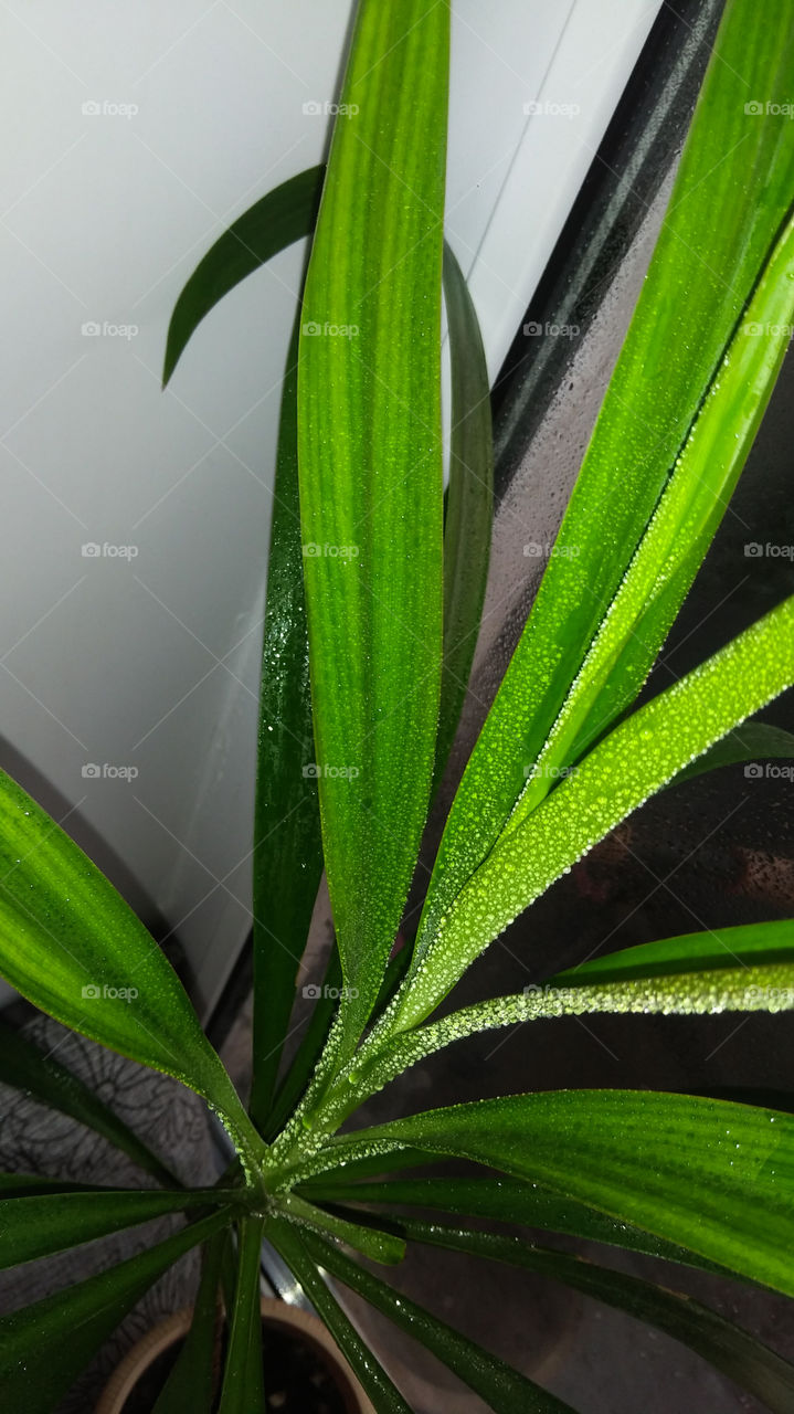 Роса на моем цветке