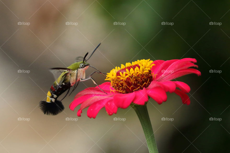 Hummingmoth sucks nectar.