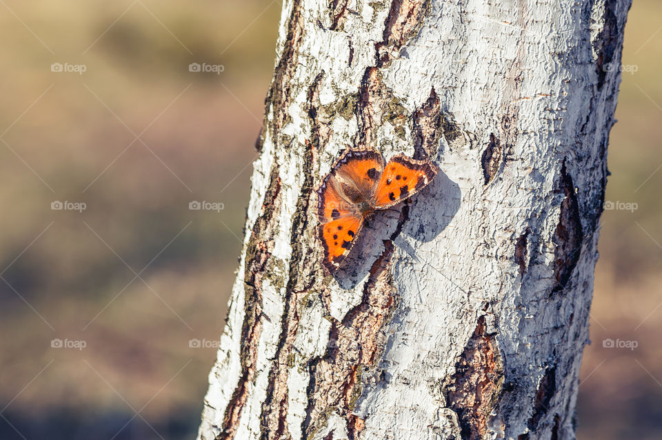 Butterfly on the tree