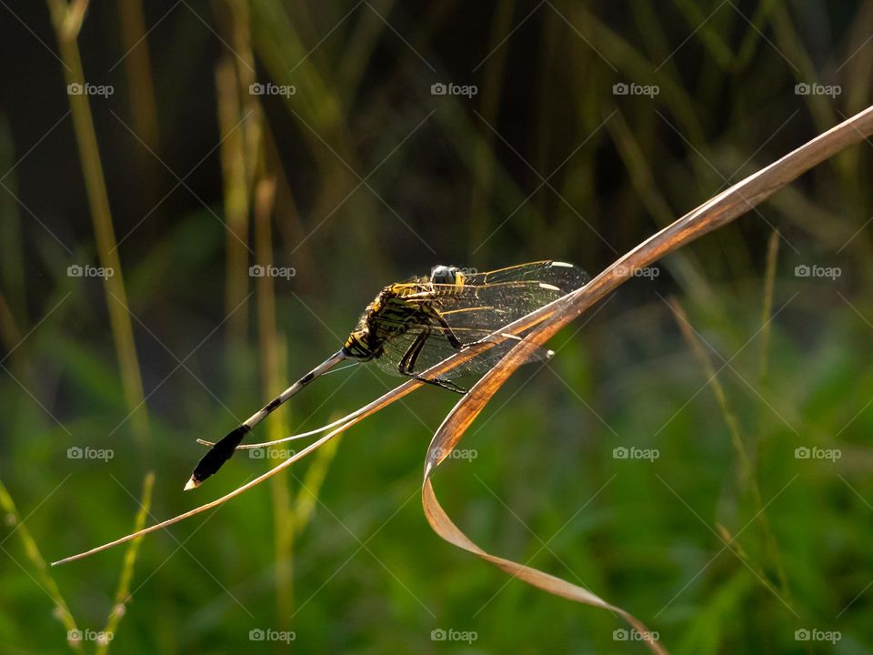 Beautiful Dragonfly