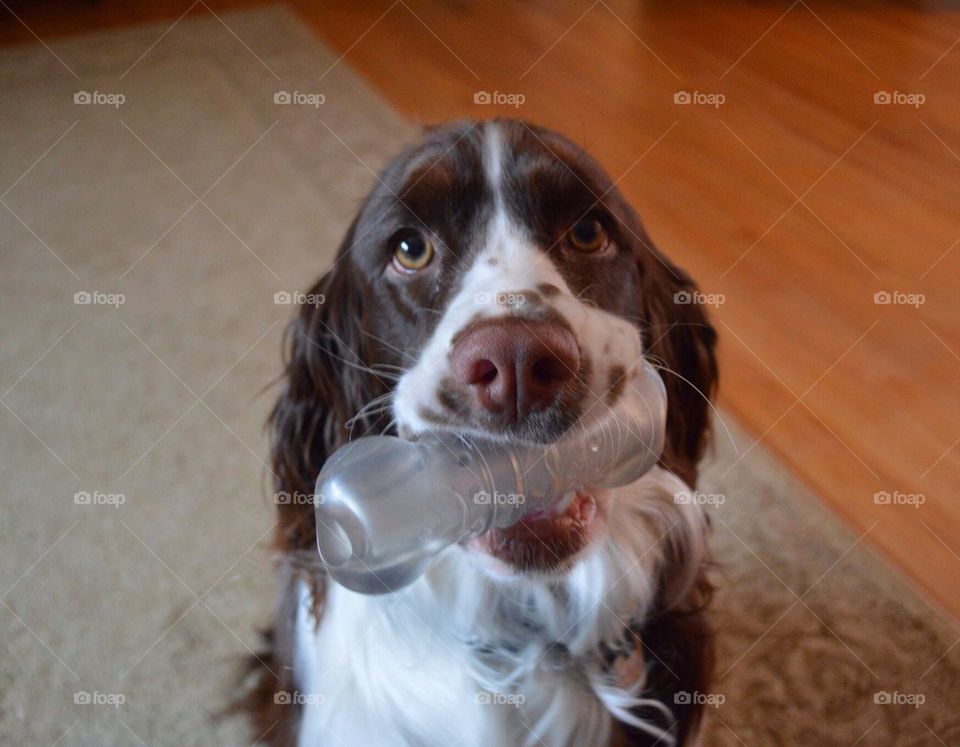 English Springer Spaniel