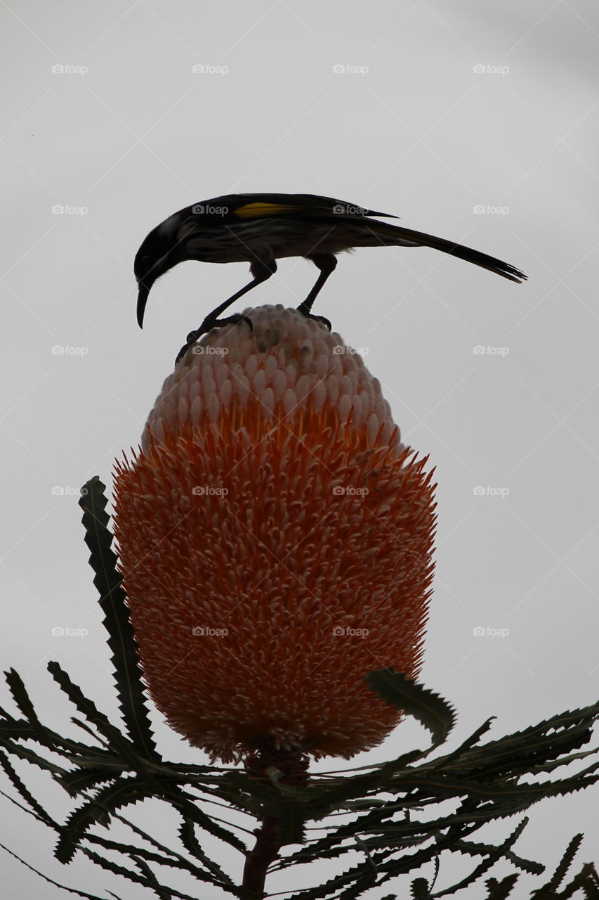 Honeyeater enjoying the nectar of a Banksia flower