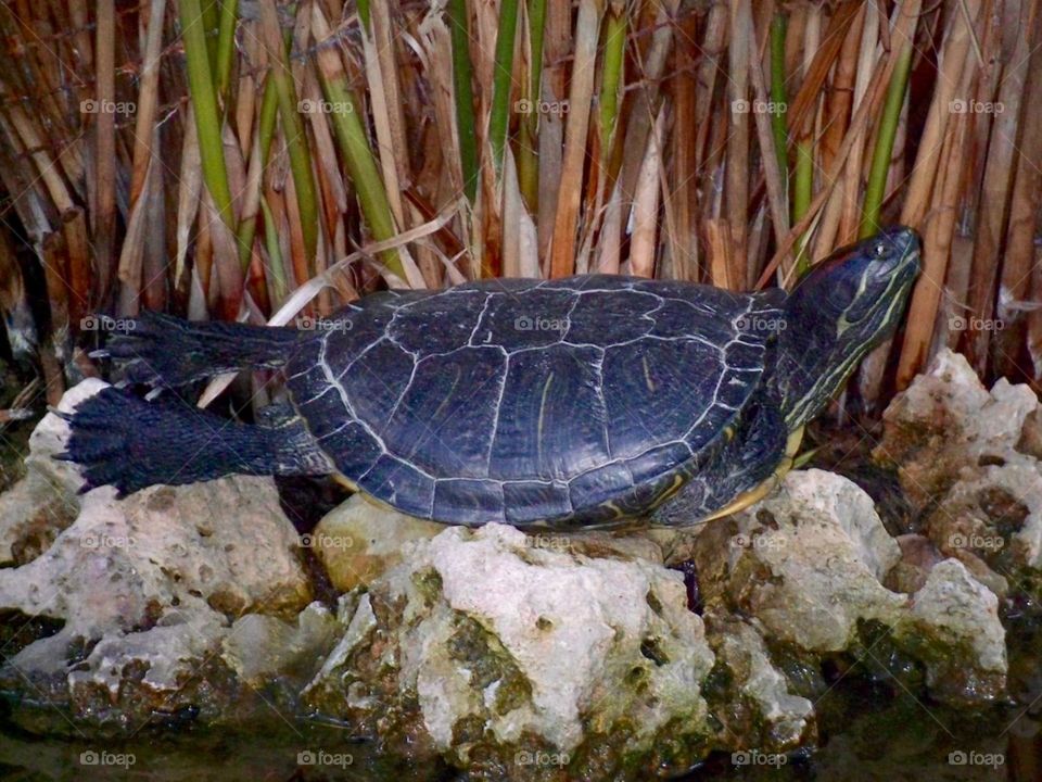 Sunning Turtle