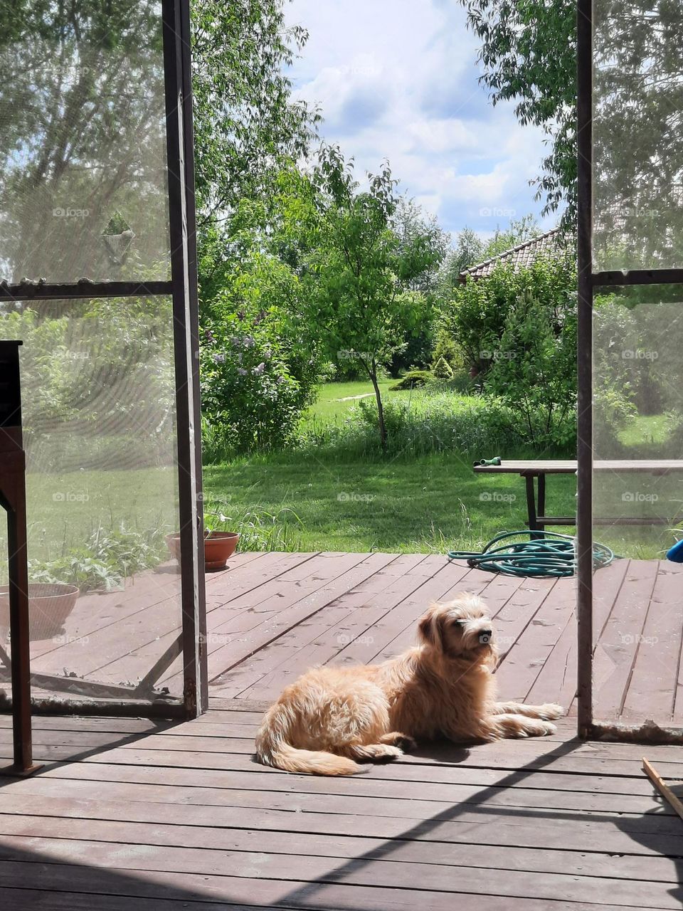 gentle dog bathing in sun