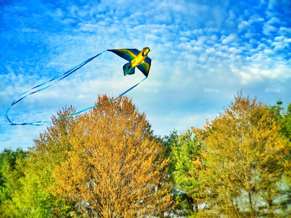 Northern Yellow Parrot