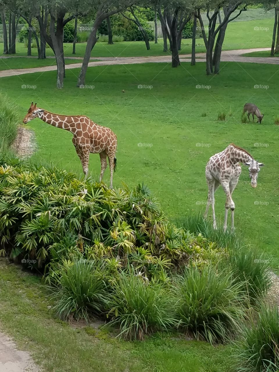 Savannah View Giraffes