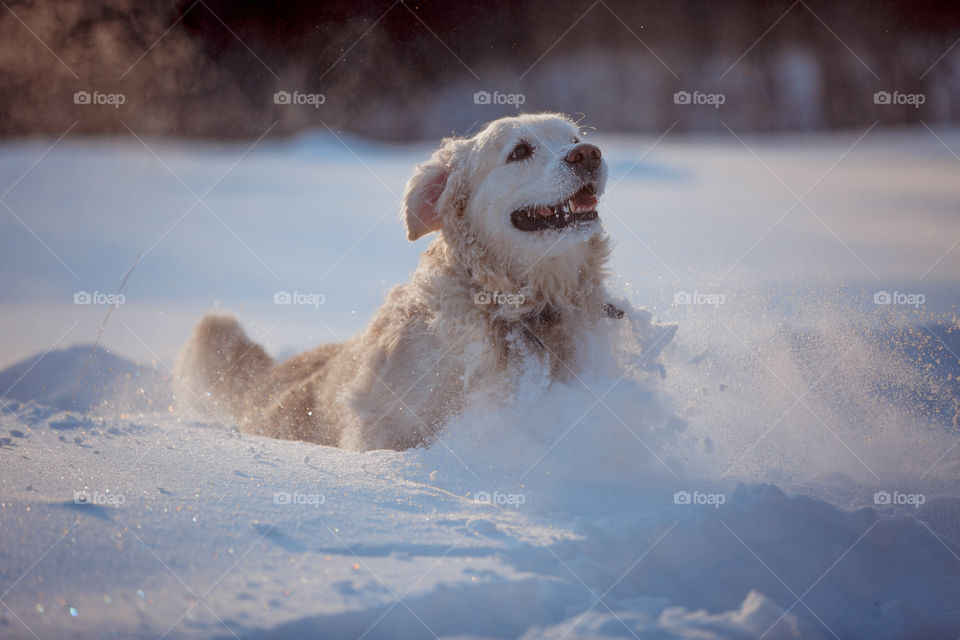 Dogs playing in snow