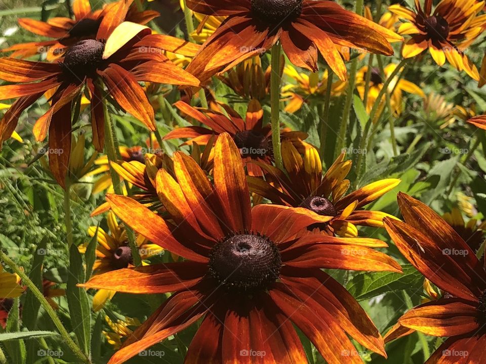 Black-eyed Susans in Bloom