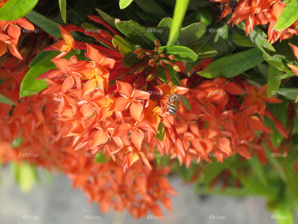 Bee hovering over orange flowers.