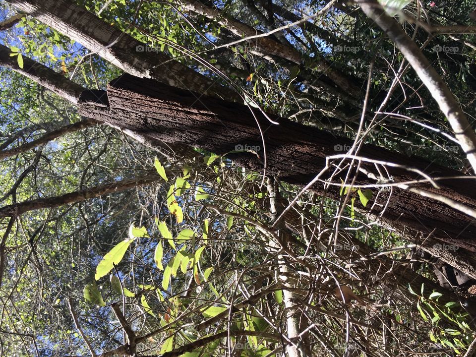 Wood, Tree, Nature, Leaf, Branch