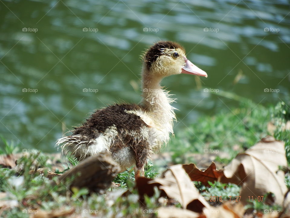 Rescued cute,wet little duckling.