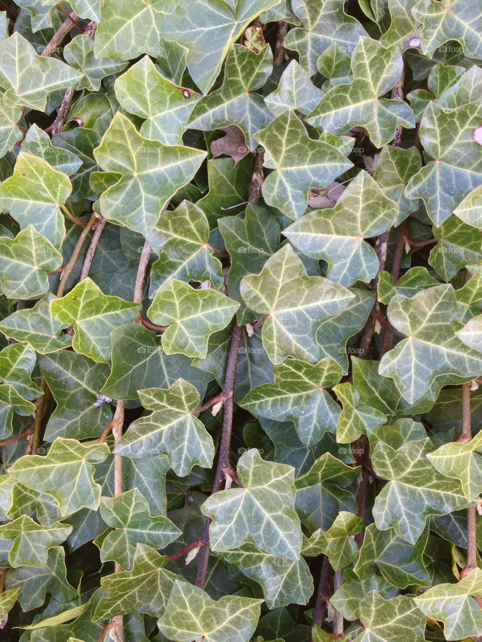 Ivy