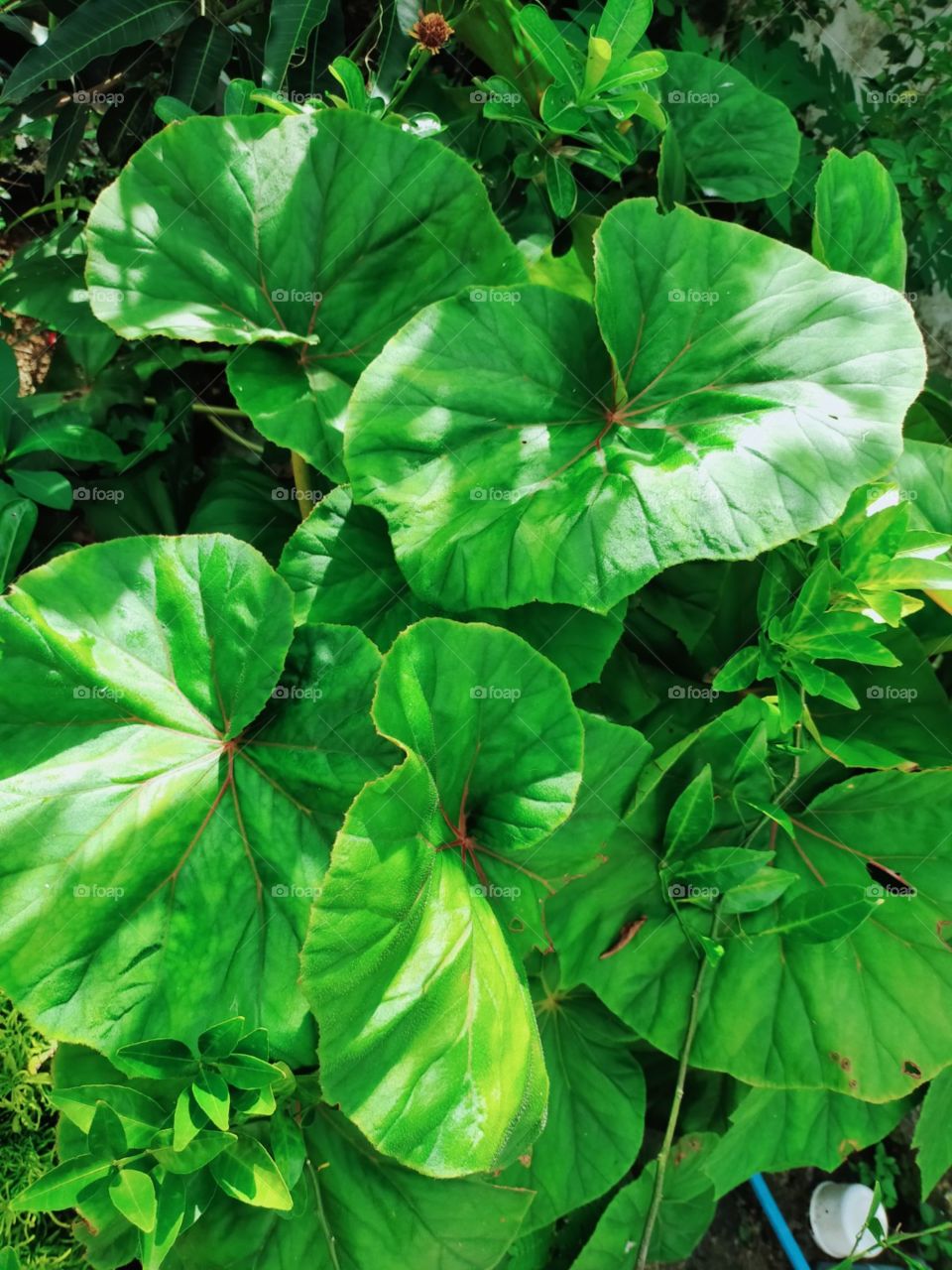Giant Green Leaves from garden