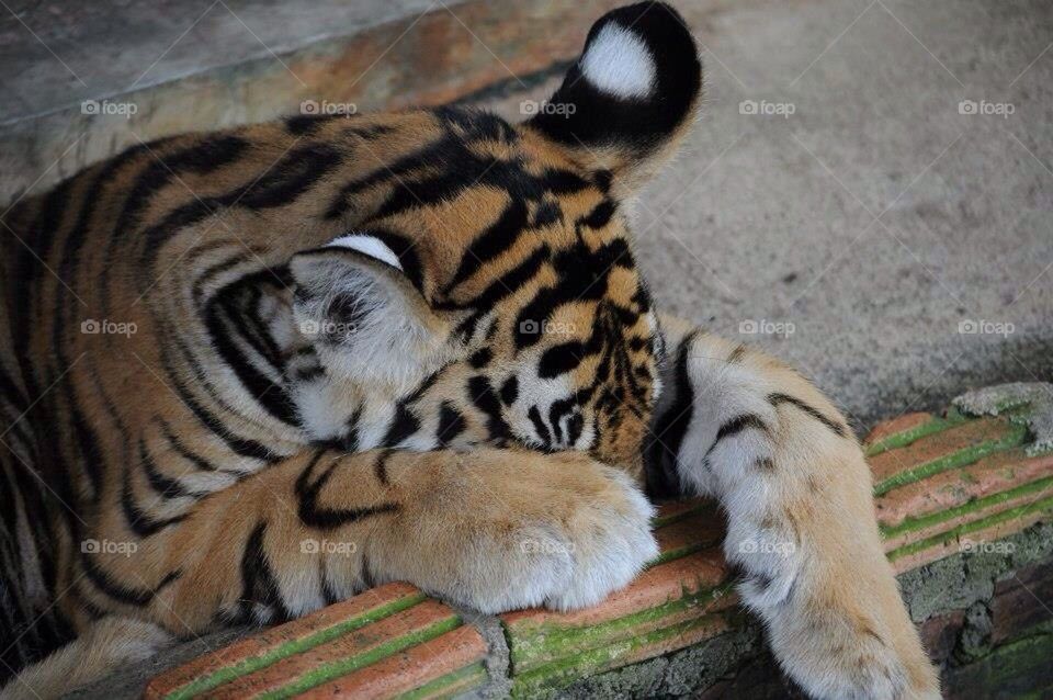 Hiding tiger