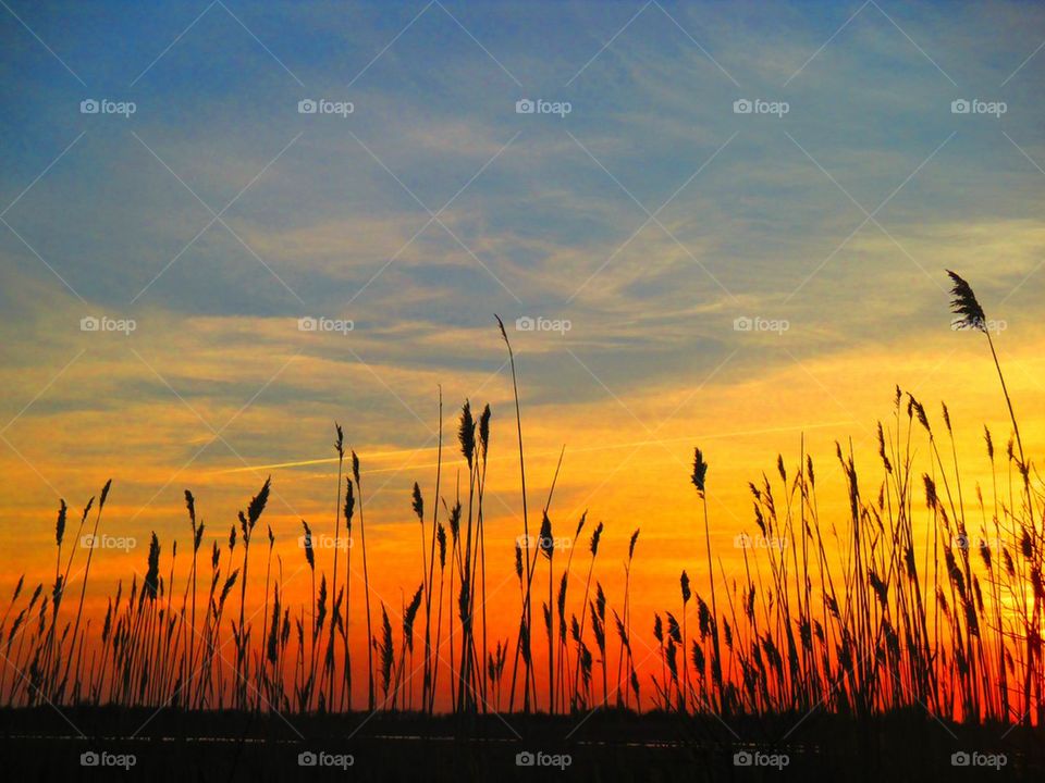 View of grasses during sunset