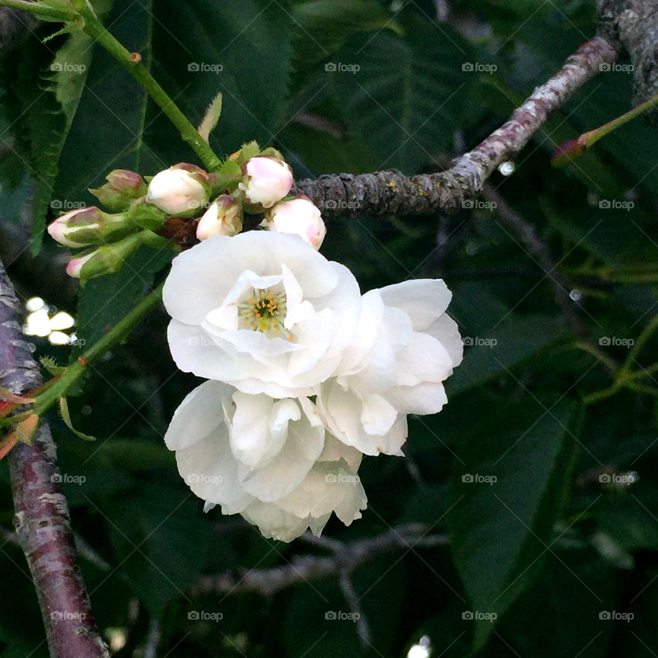 Double-flowered white cherry