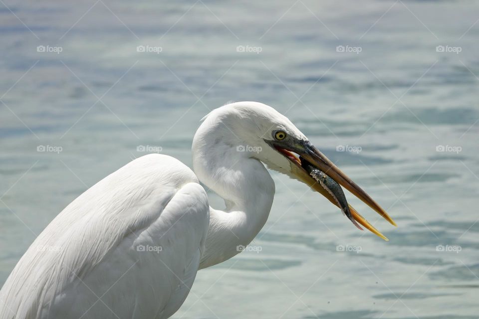 The great egret - Ardea alba -, also known as the common egret fishing. White heron with blue background. Big white heron with fish in the beak.