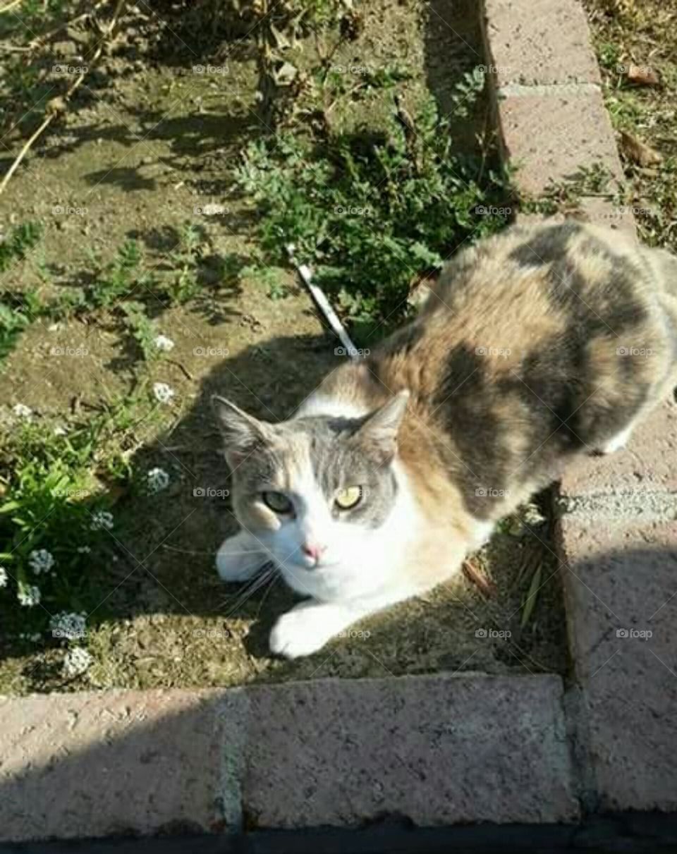 My beautiful kitty cat Gizmo