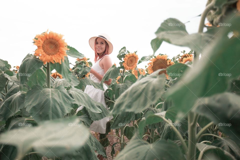 Sunflower field 